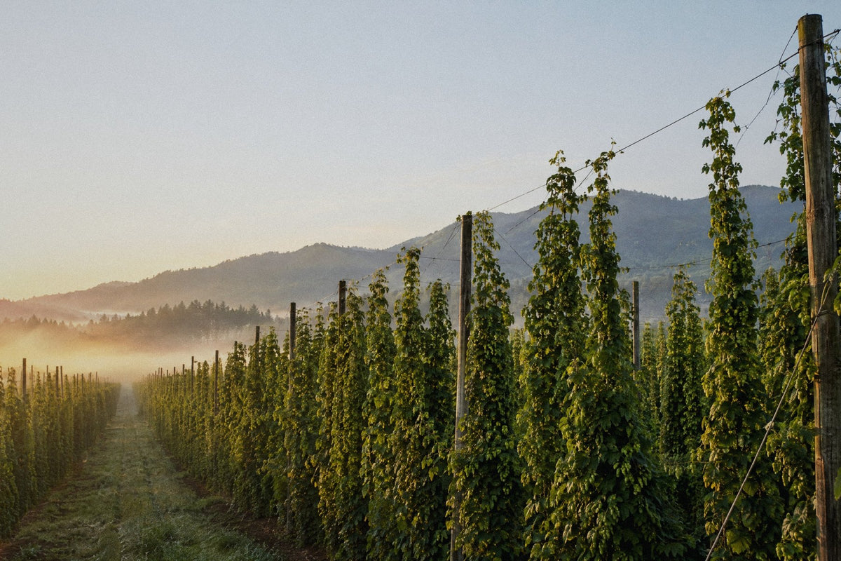 Hop yard in Oregon's Willamette Valley at sunrise