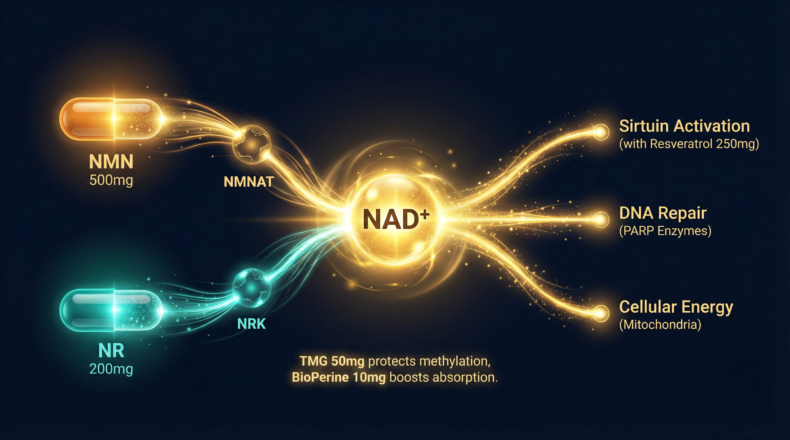 Dual-pathway NAD+ production diagram showing NMN and NR converging through NMNAT and NRK enzymes to produce NAD+, which activates sirtuins, DNA repair, and cellular energy